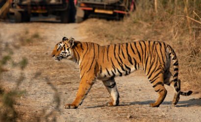 Tiger image