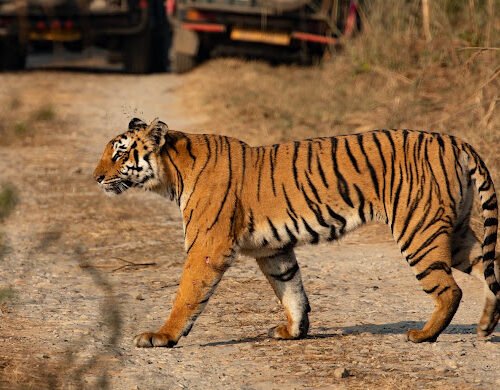 Tiger image