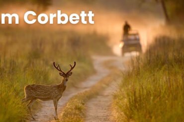 Jim Corbett