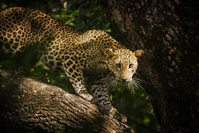 sri lanka wildlife image
