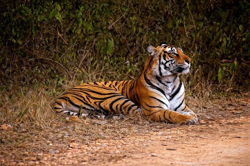 ranthambore image