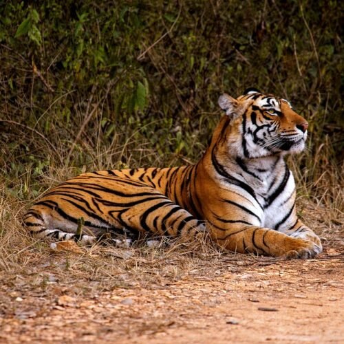 ranthambore image