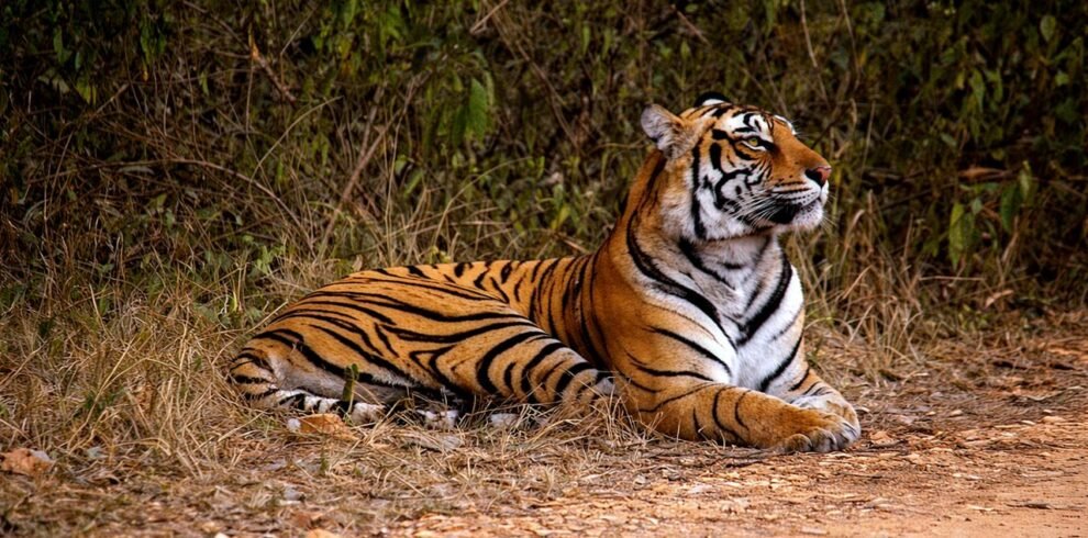 ranthambore image