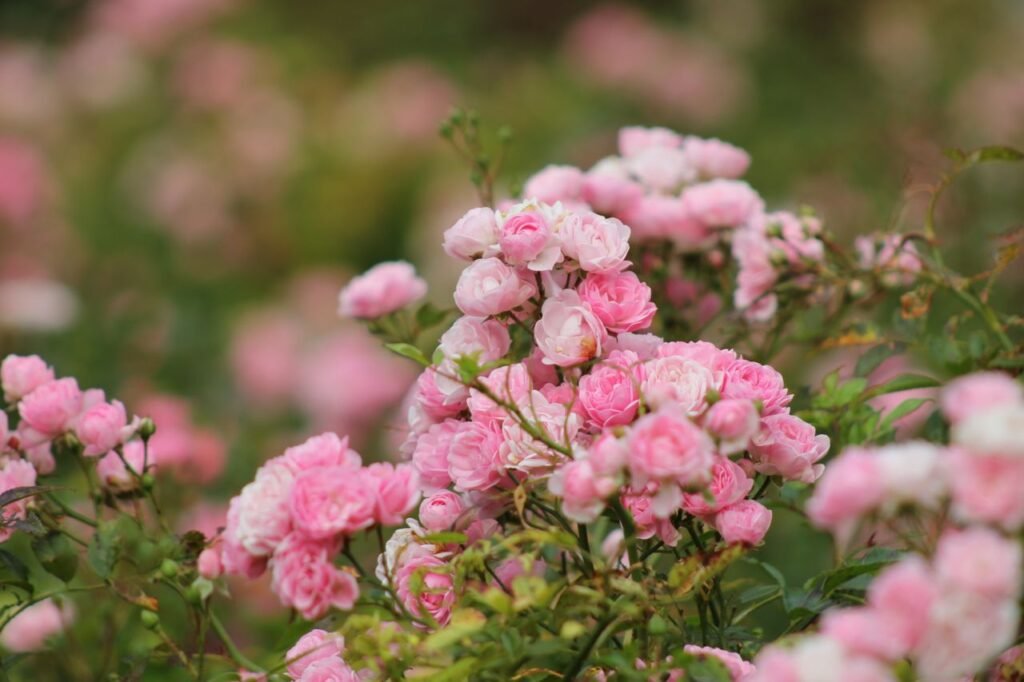 rose garden shimla