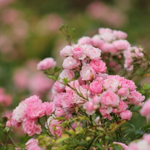 rose garden shimla