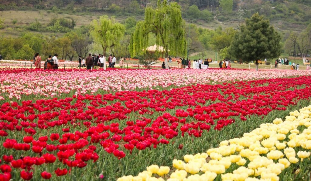 Kashmir